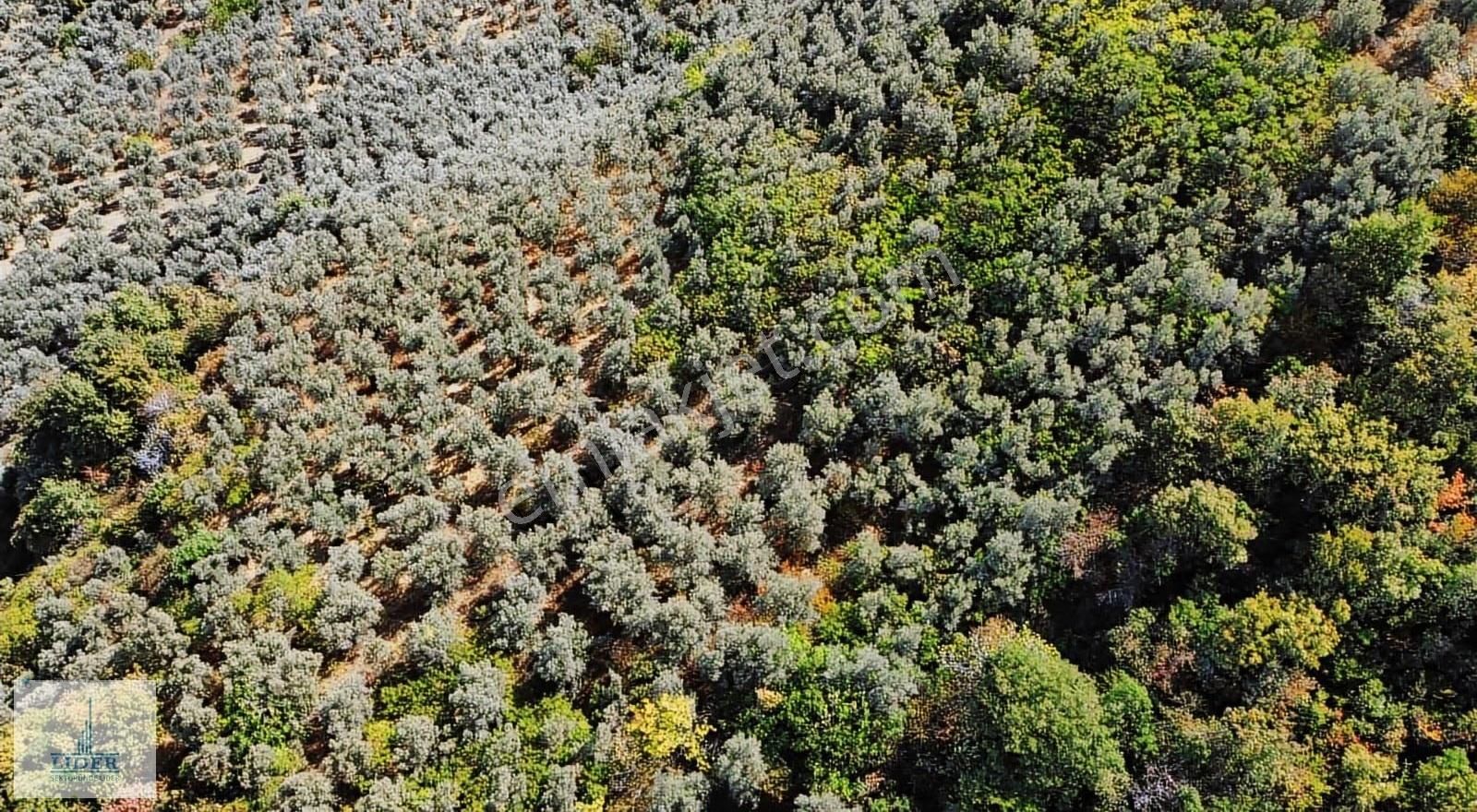 Bursa Orhangazi Heceler Mah.eşsiz Göl Manzaralı 3162m2 Zeytinlik - Görsel 10