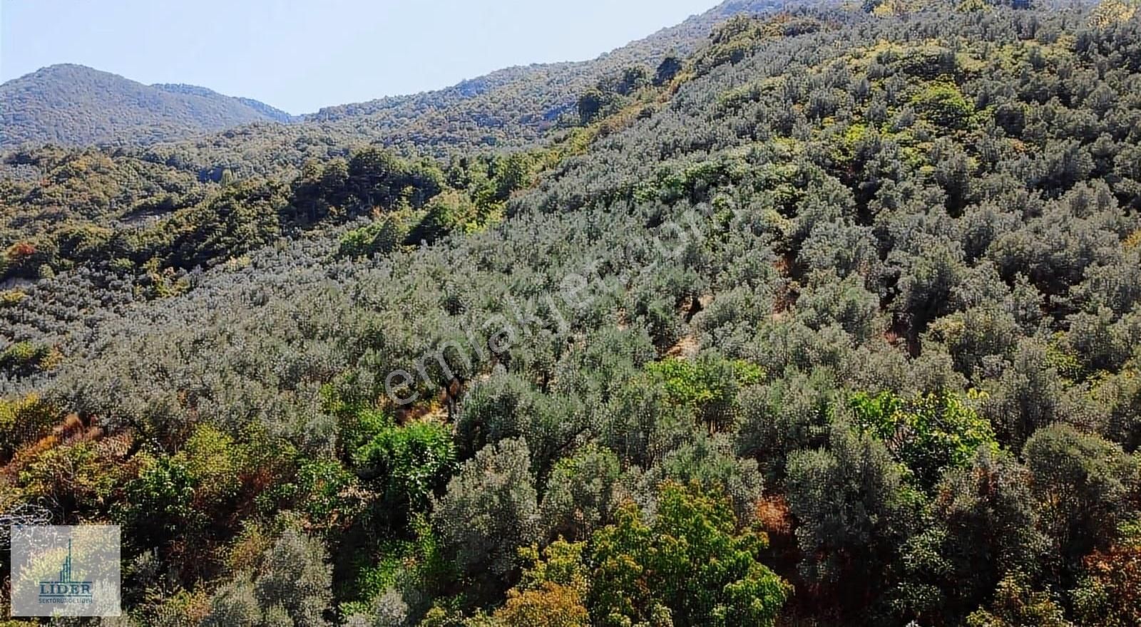 Bursa Orhangazi Heceler Mah.eşsiz Göl Manzaralı 3162m2 Zeytinlik - Görsel 6