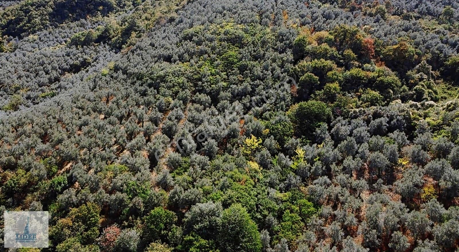 Bursa Orhangazi Heceler Mah.eşsiz Göl Manzaralı 3162m2 Zeytinlik - Görsel 5