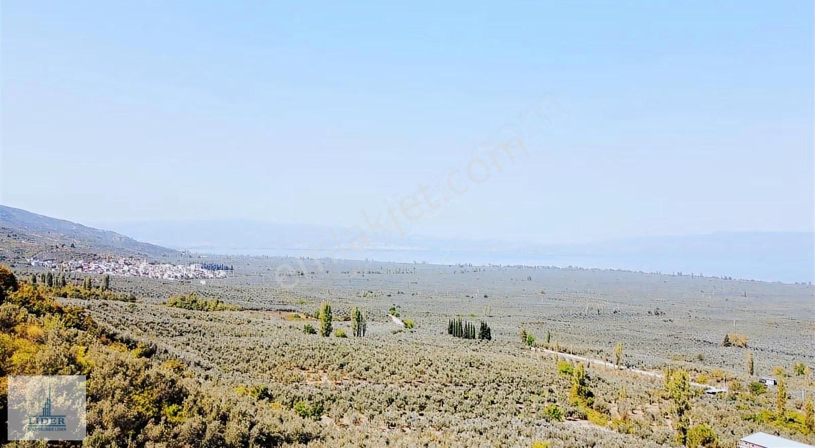 Bursa Orhangazi Heceler Mah.eşsiz Göl Manzaralı 3162m2 Zeytinlik - Görsel 18