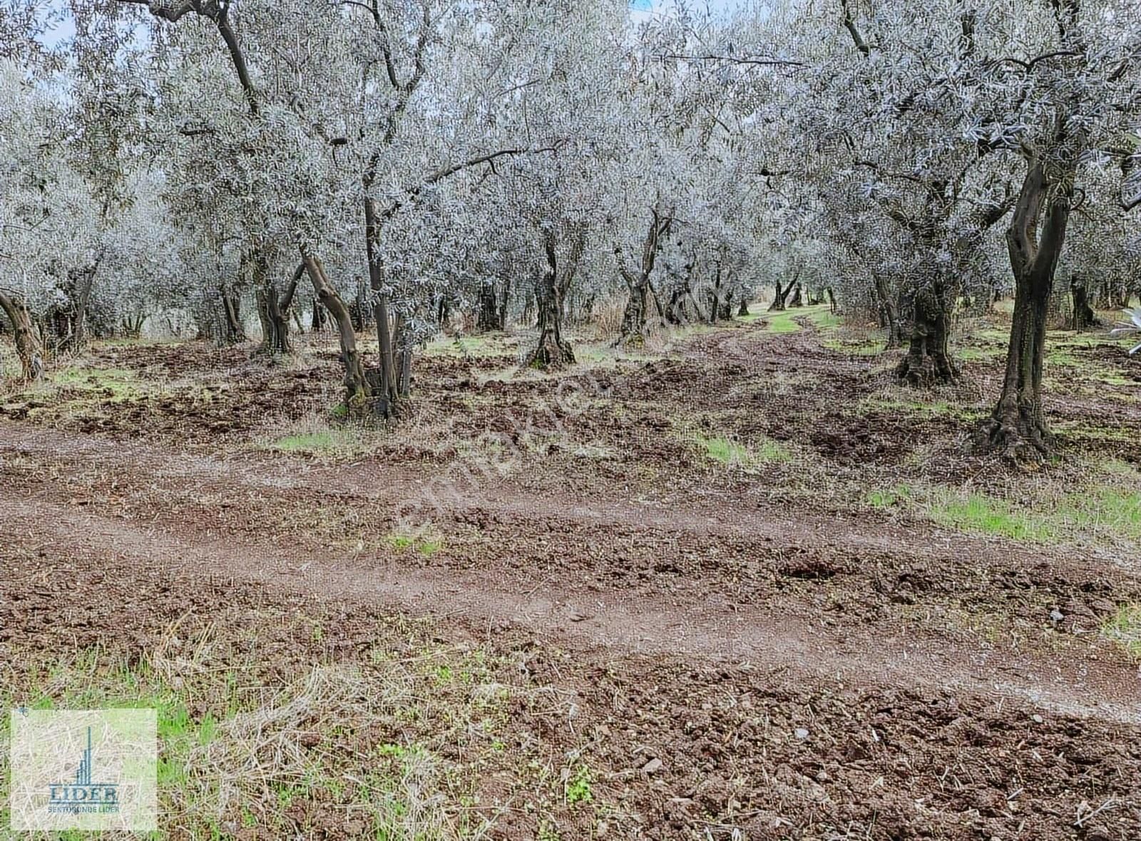 Bursa Orhangazi Sölöz Mah. İmar Rezervinde 1500m2 Arsa - Görsel 15