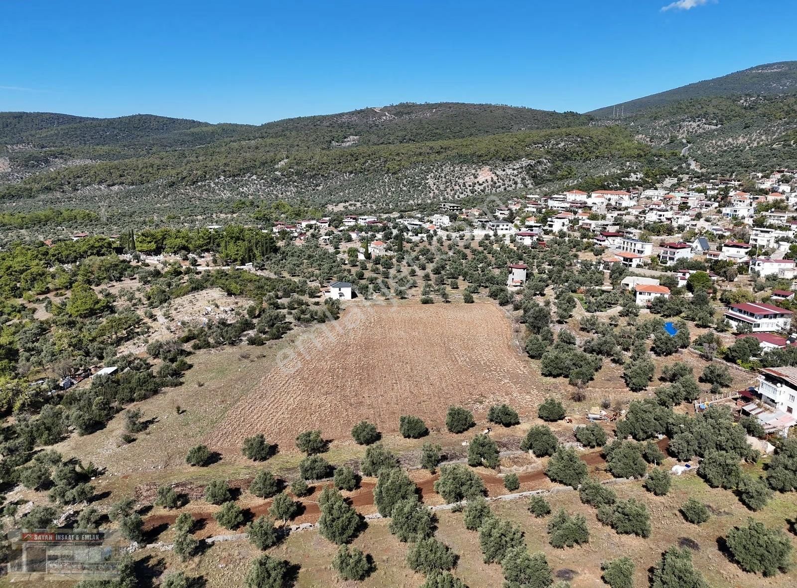 Muğla Milas Kazıklı Köyü İçinde 22 Dönüm Tarla Ve Zeytinlik - Görsel 9