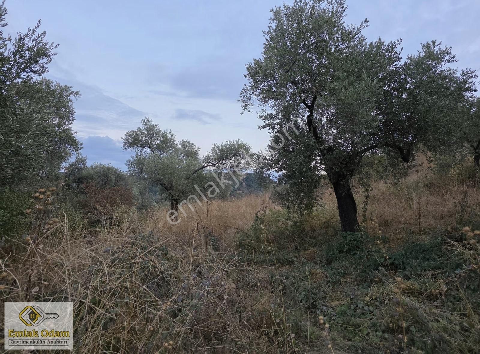 Emlak Odam'dan İncirliova Arzular Mahallesi 3,450 M² Zeytinlik - Görsel 2