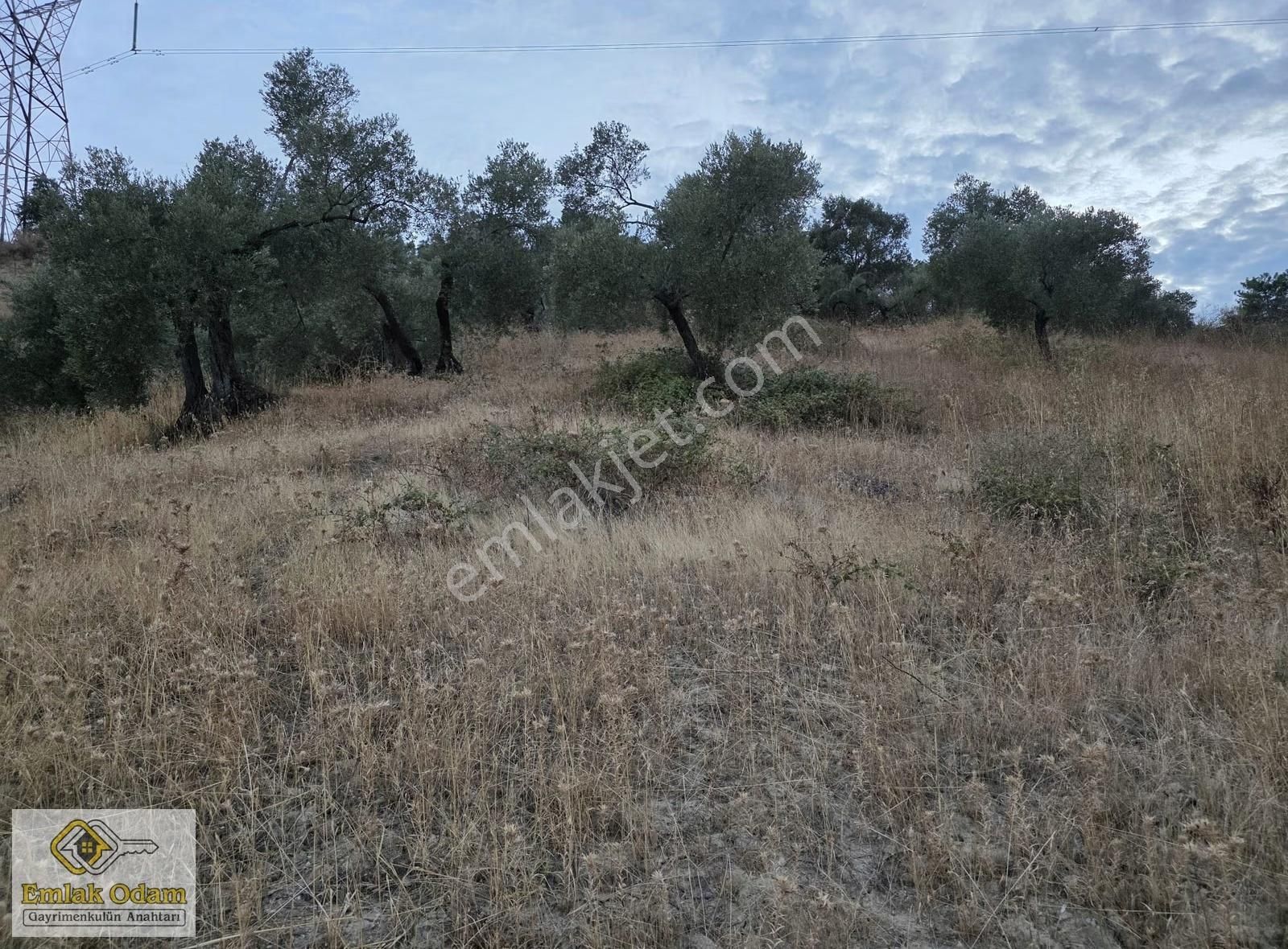 Emlak Odam'dan İncirliova Arzular Mahallesi 3,450 M² Zeytinlik - Görsel 9