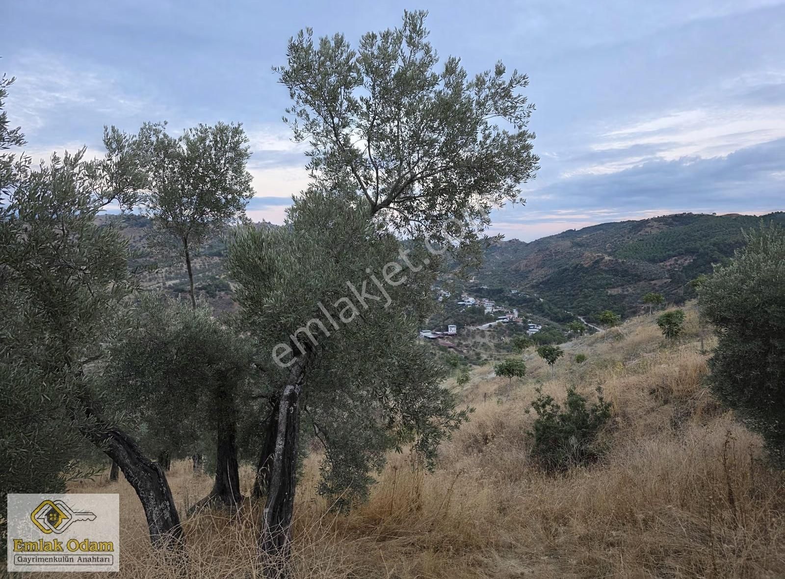 Emlak Odam'dan İncirliova Arzular Mahallesi 3,450 M² Zeytinlik - Görsel 6