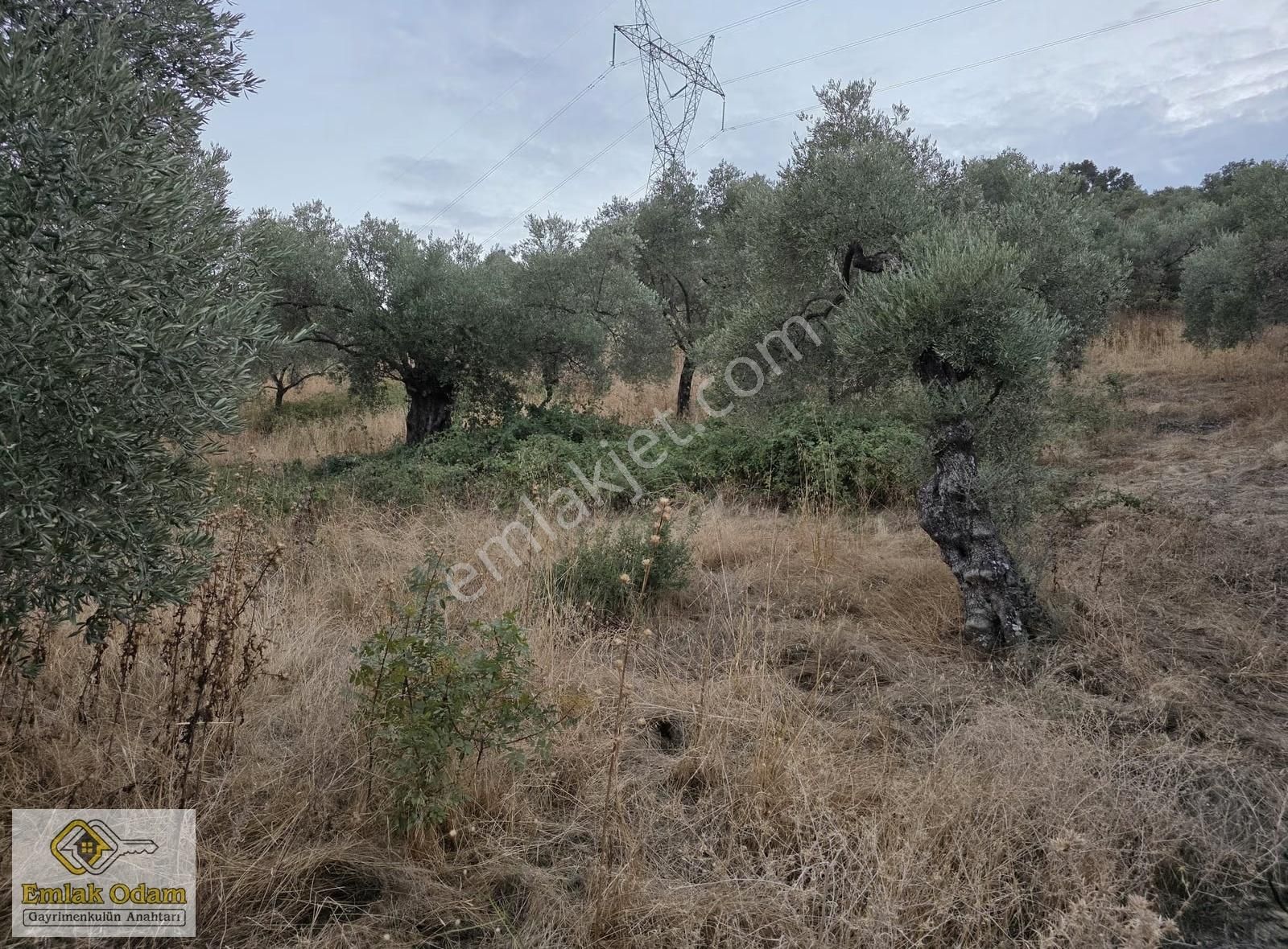 Emlak Odam'dan İncirliova Arzular Mahallesi 3,450 M² Zeytinlik - Görsel 5