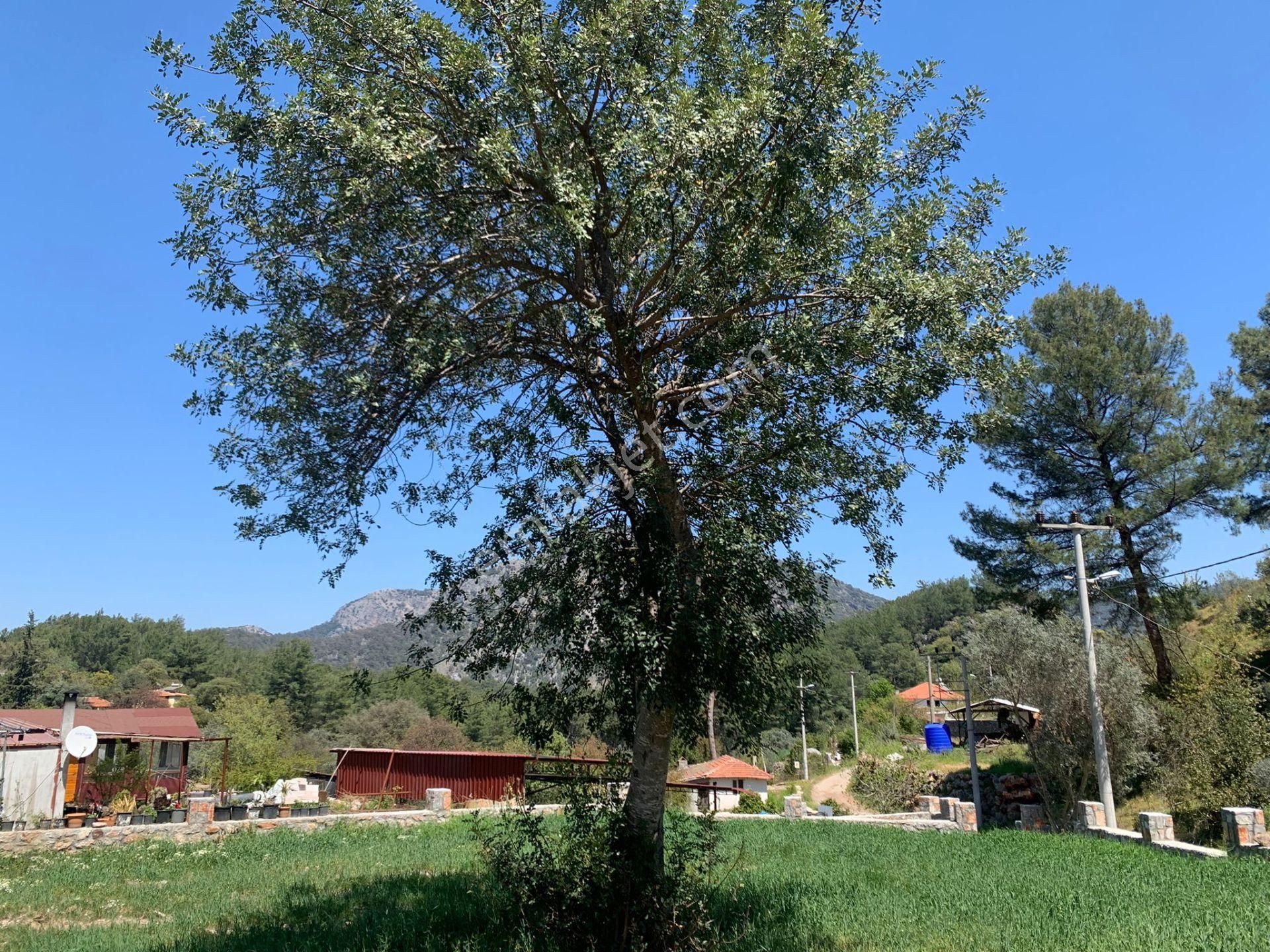 Dalyan Gökbelde 678 M2 Hisse Satılık - Görsel 4