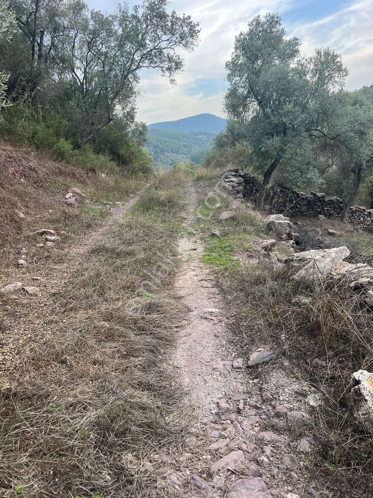 Muğla Milas Çakıralan Da 1.025 M2 Nitelik Zeytinlik Olan Arazi Satılık - Görsel 13