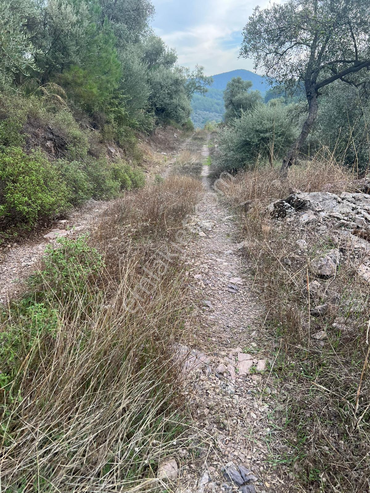 Muğla Milas Çakıralan Da 1.025 M2 Nitelik Zeytinlik Olan Arazi Satılık - Görsel 6
