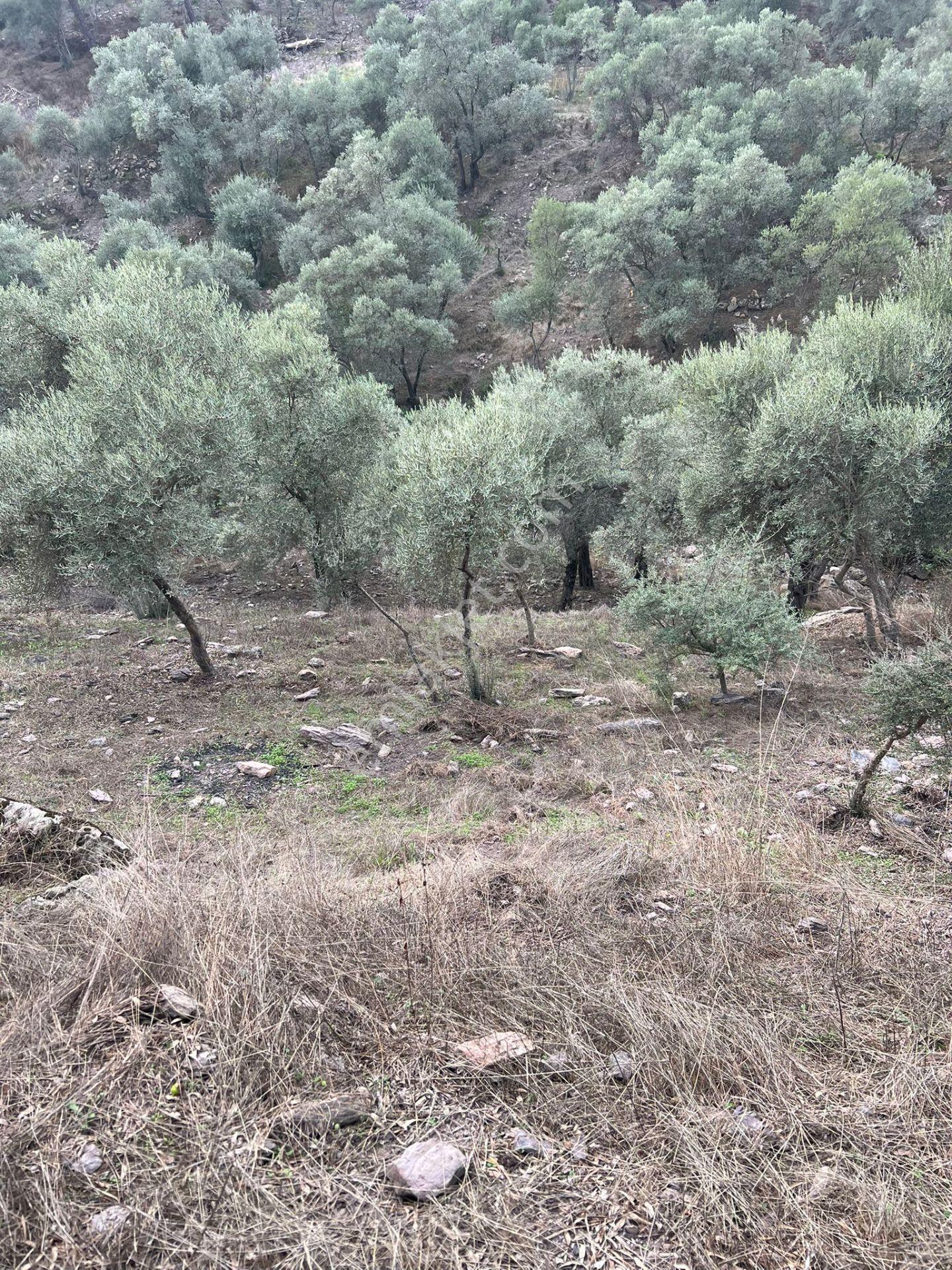 Muğla Milas Çakıralan Da 1.025 M2 Nitelik Zeytinlik Olan Arazi Satılık