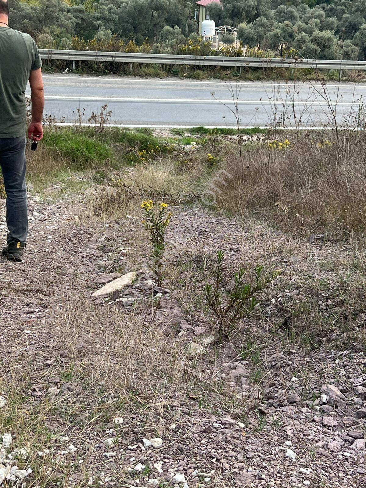 Muğla Milas Çakıralan Da 1.025 M2 Nitelik Zeytinlik Olan Arazi Satılık - Görsel 16