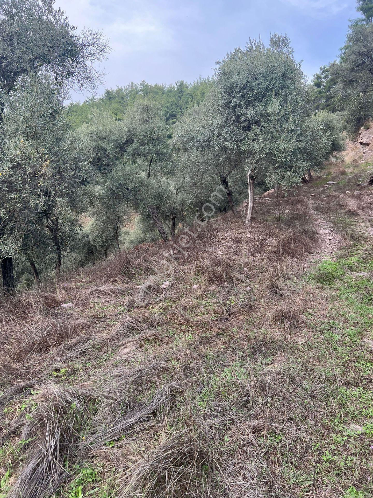 Muğla Milas Çakıralan Da 1.025 M2 Nitelik Zeytinlik Olan Arazi Satılık - Görsel 7