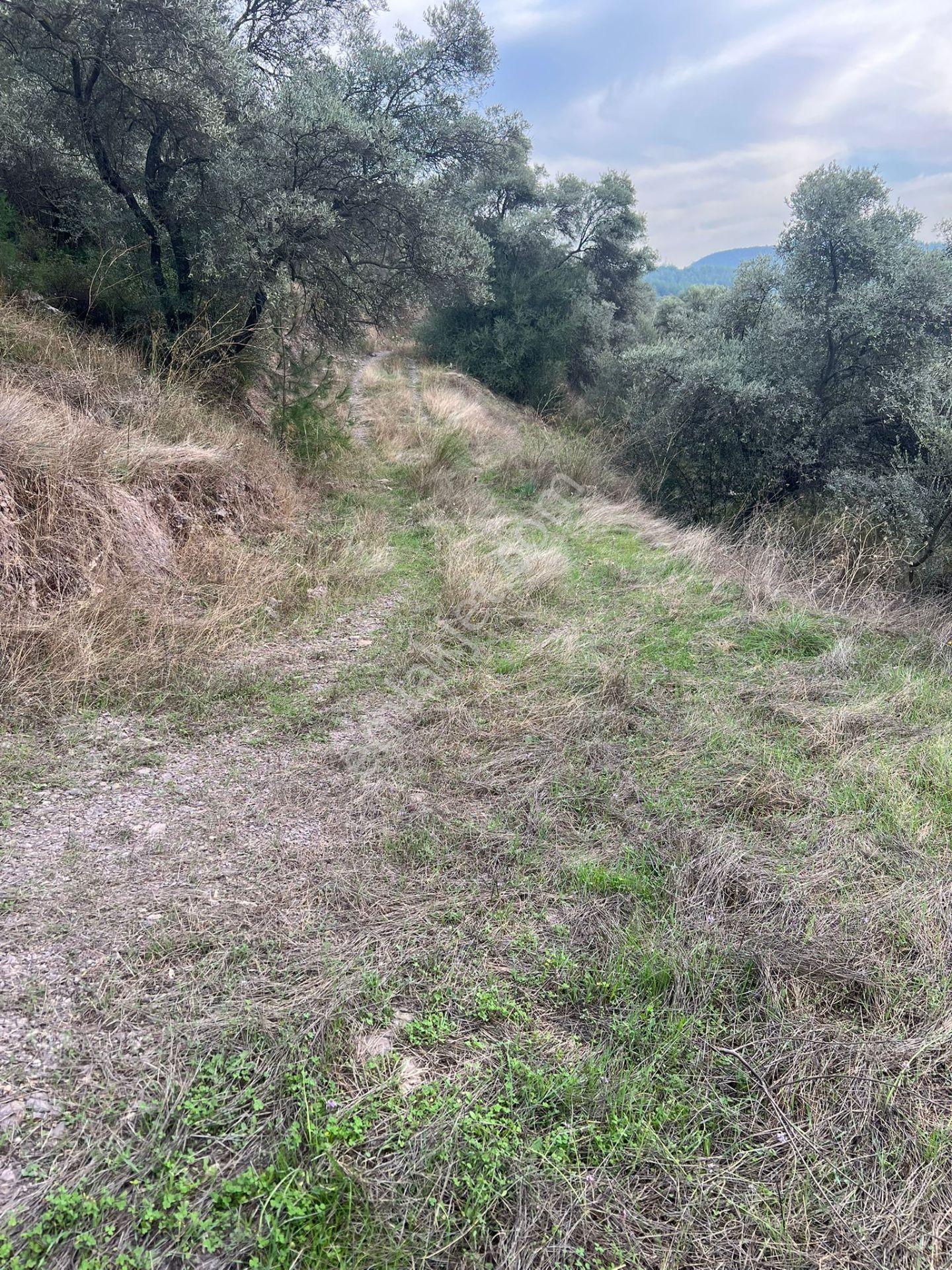 Muğla Milas Çakıralan Da 1.025 M2 Nitelik Zeytinlik Olan Arazi Satılık - Görsel 21