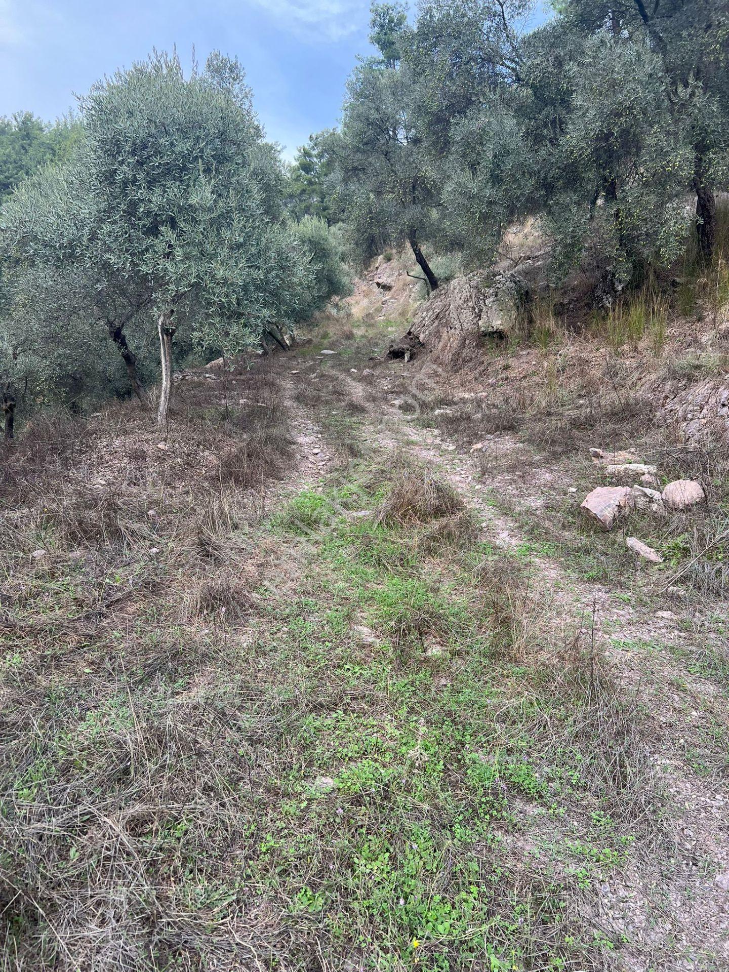 Muğla Milas Çakıralan Da 1.025 M2 Nitelik Zeytinlik Olan Arazi Satılık - Görsel 12