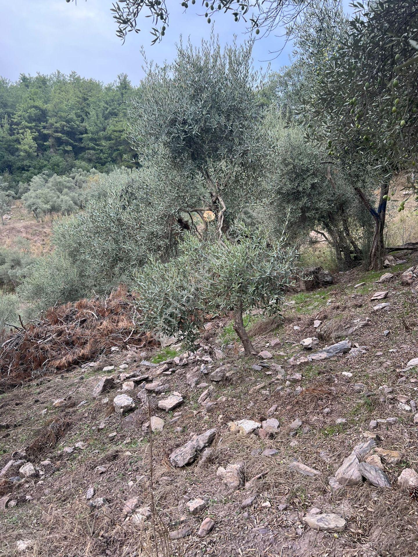 Muğla Milas Çakıralan Da 1.025 M2 Nitelik Zeytinlik Olan Arazi Satılık - Görsel 18