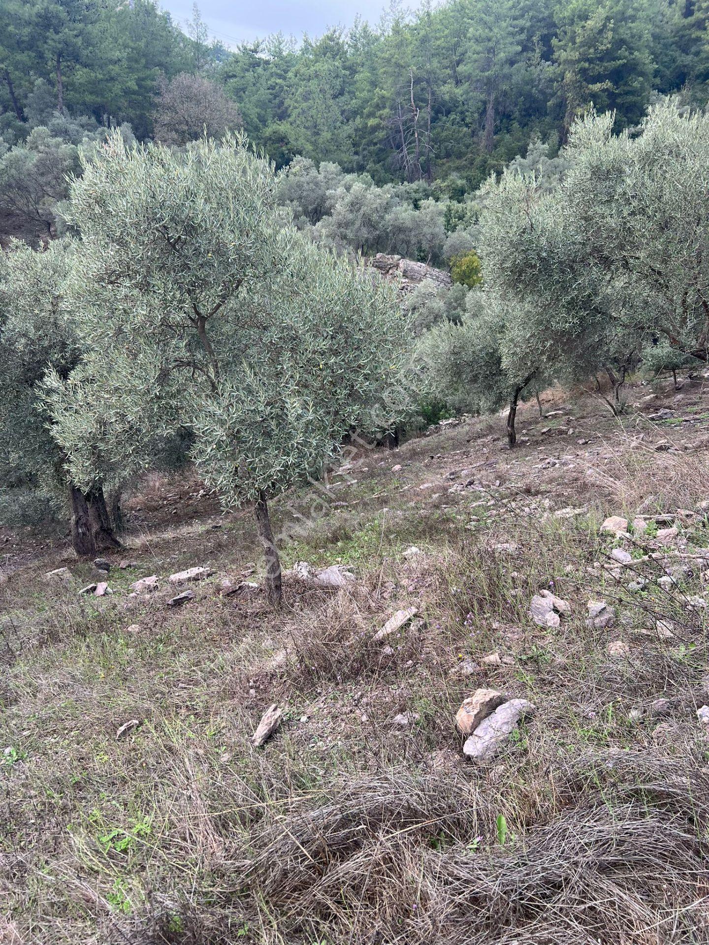 Muğla Milas Çakıralan Da 1.025 M2 Nitelik Zeytinlik Olan Arazi Satılık - Görsel 5