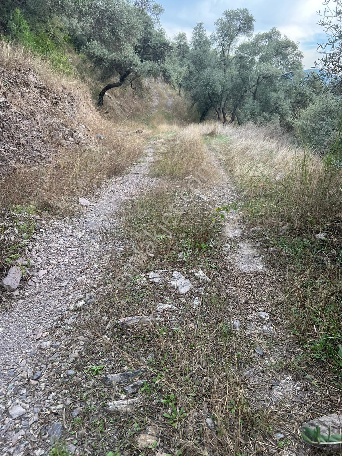 Muğla Milas Çakıralan Da 1.025 M2 Nitelik Zeytinlik Olan Arazi Satılık - Görsel 9