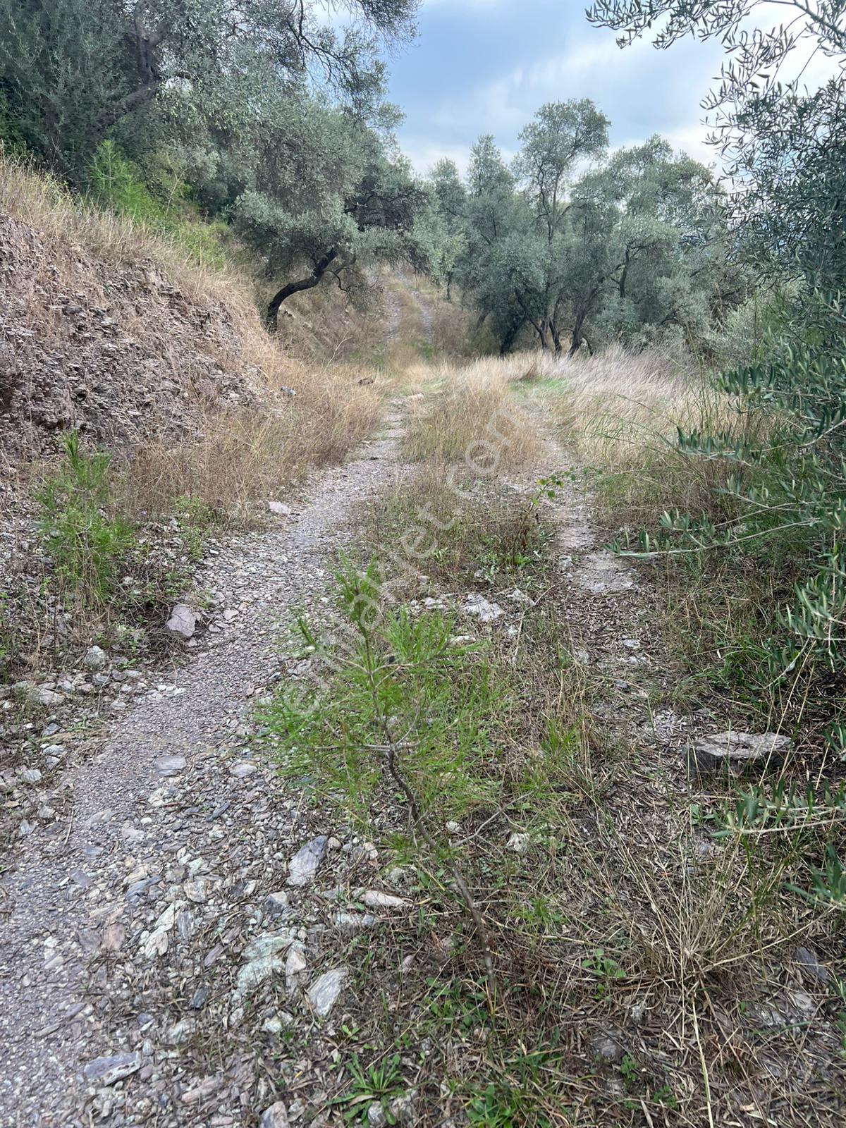 Muğla Milas Çakıralan Da 1.025 M2 Nitelik Zeytinlik Olan Arazi Satılık - Görsel 17