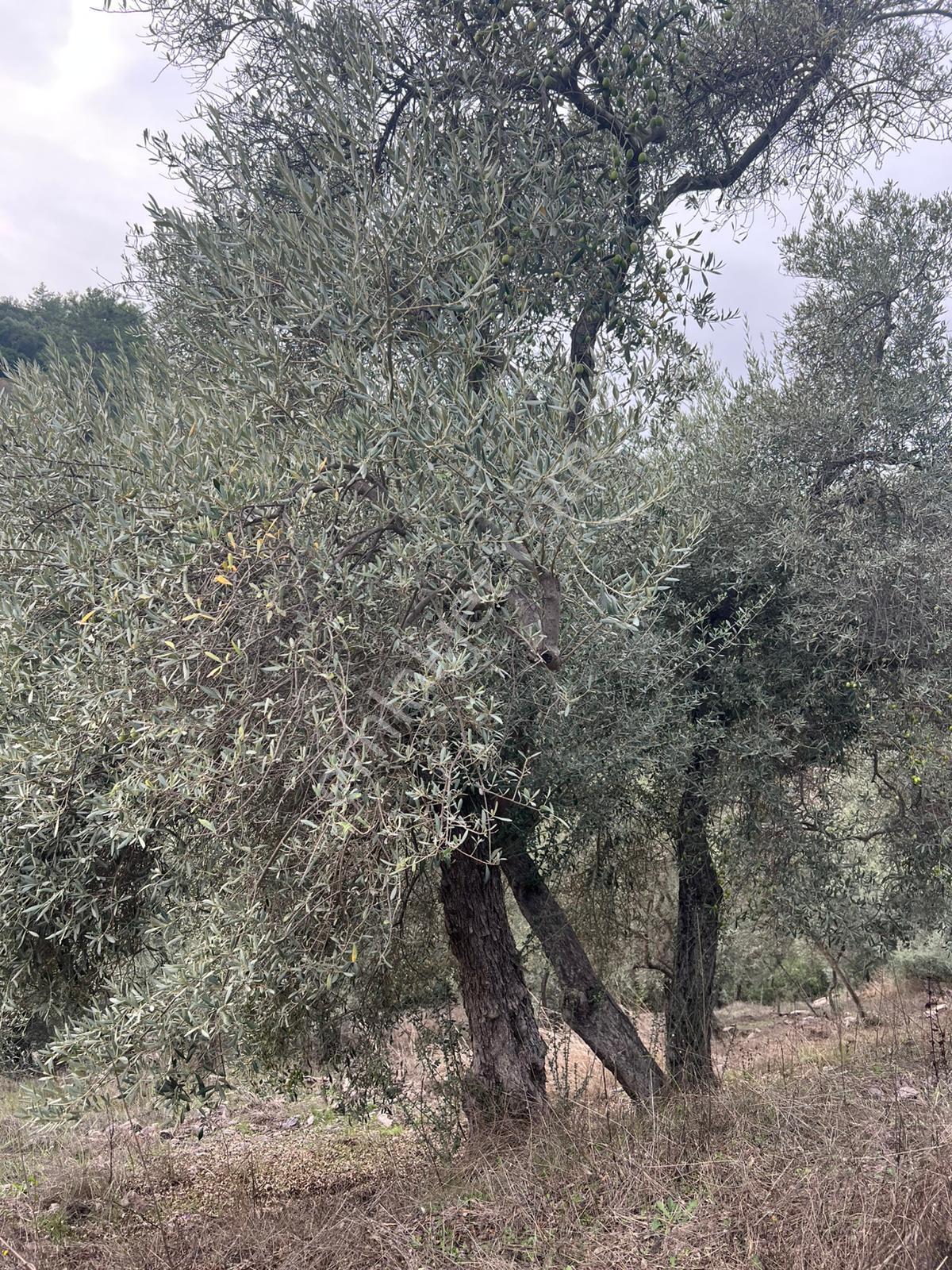 Muğla Milas Çakıralan Da 1.025 M2 Nitelik Zeytinlik Olan Arazi Satılık - Görsel 3