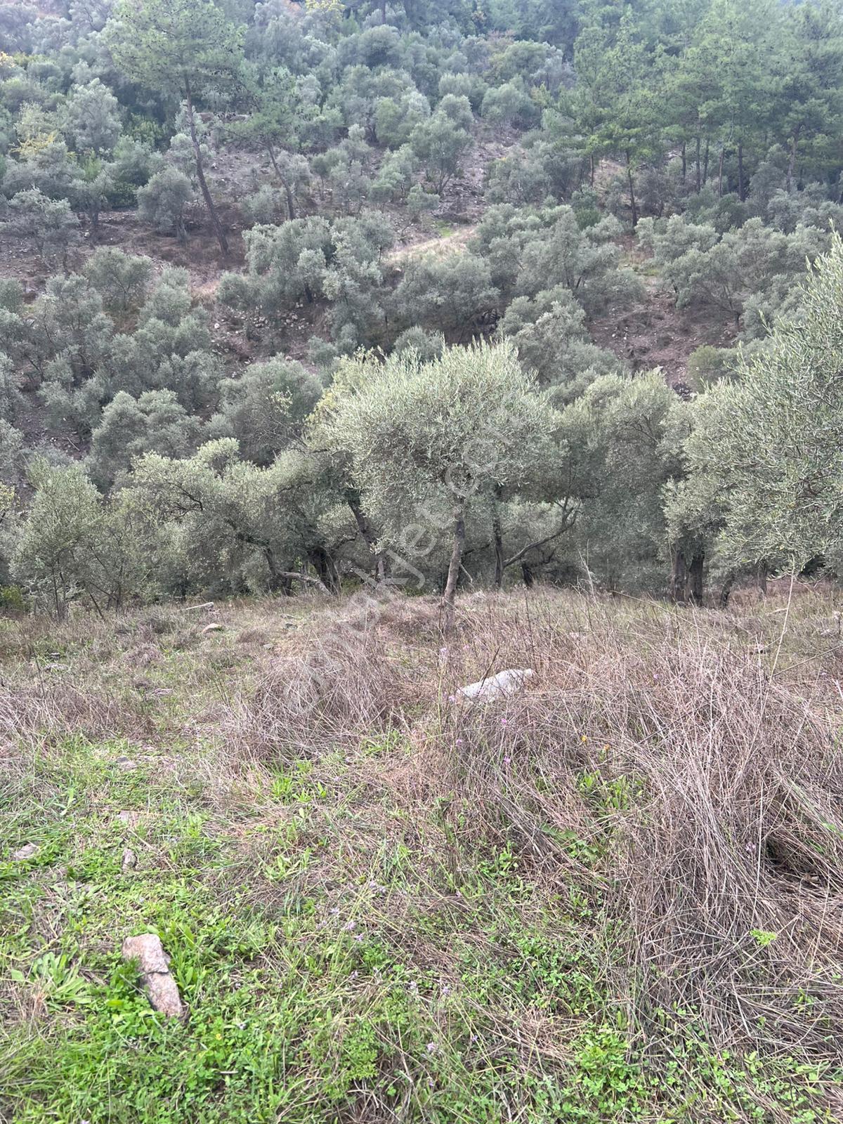 Muğla Milas Çakıralan Da 1.025 M2 Nitelik Zeytinlik Olan Arazi Satılık - Görsel 8