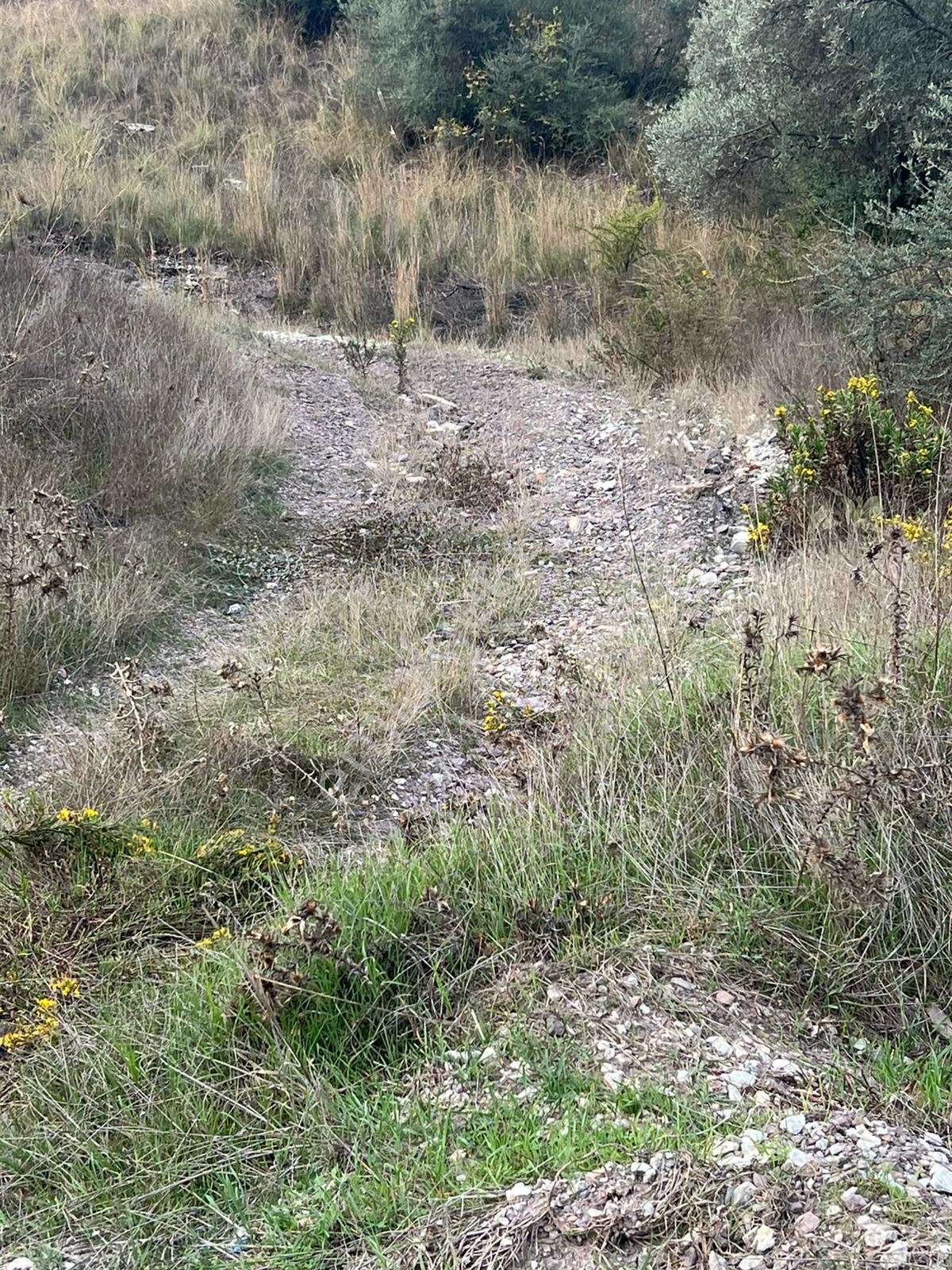 Muğla Milas Çakıralan Da 1.025 M2 Nitelik Zeytinlik Olan Arazi Satılık - Görsel 15