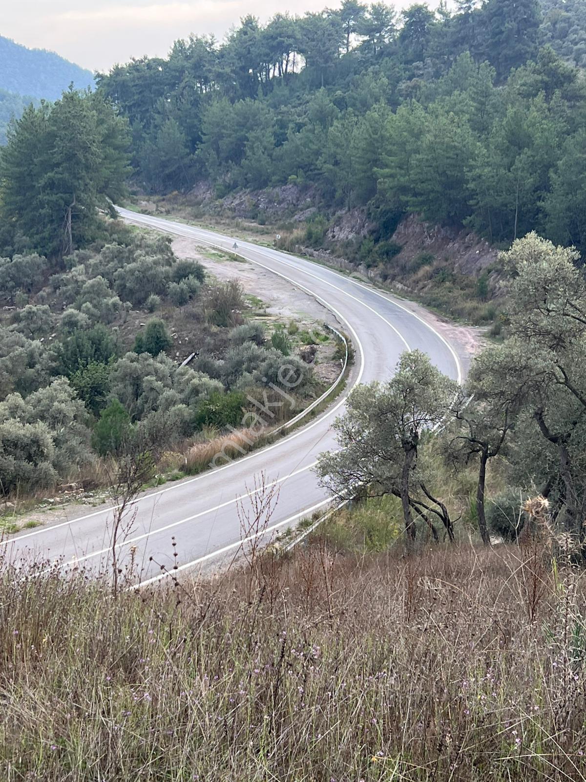 Muğla Milas Çakıralan Da 1.025 M2 Nitelik Zeytinlik Olan Arazi Satılık - Görsel 11