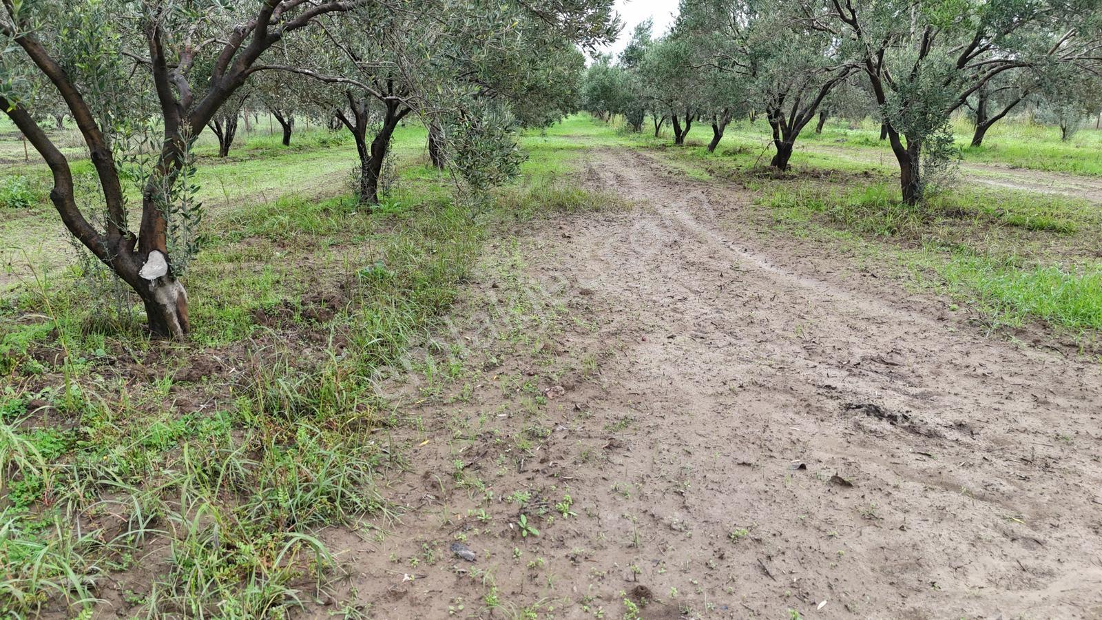 Bölcek Mahallesi'nde 6576 M2 İki Yol Cepheli Zeytinlik Satışta - Görsel 22