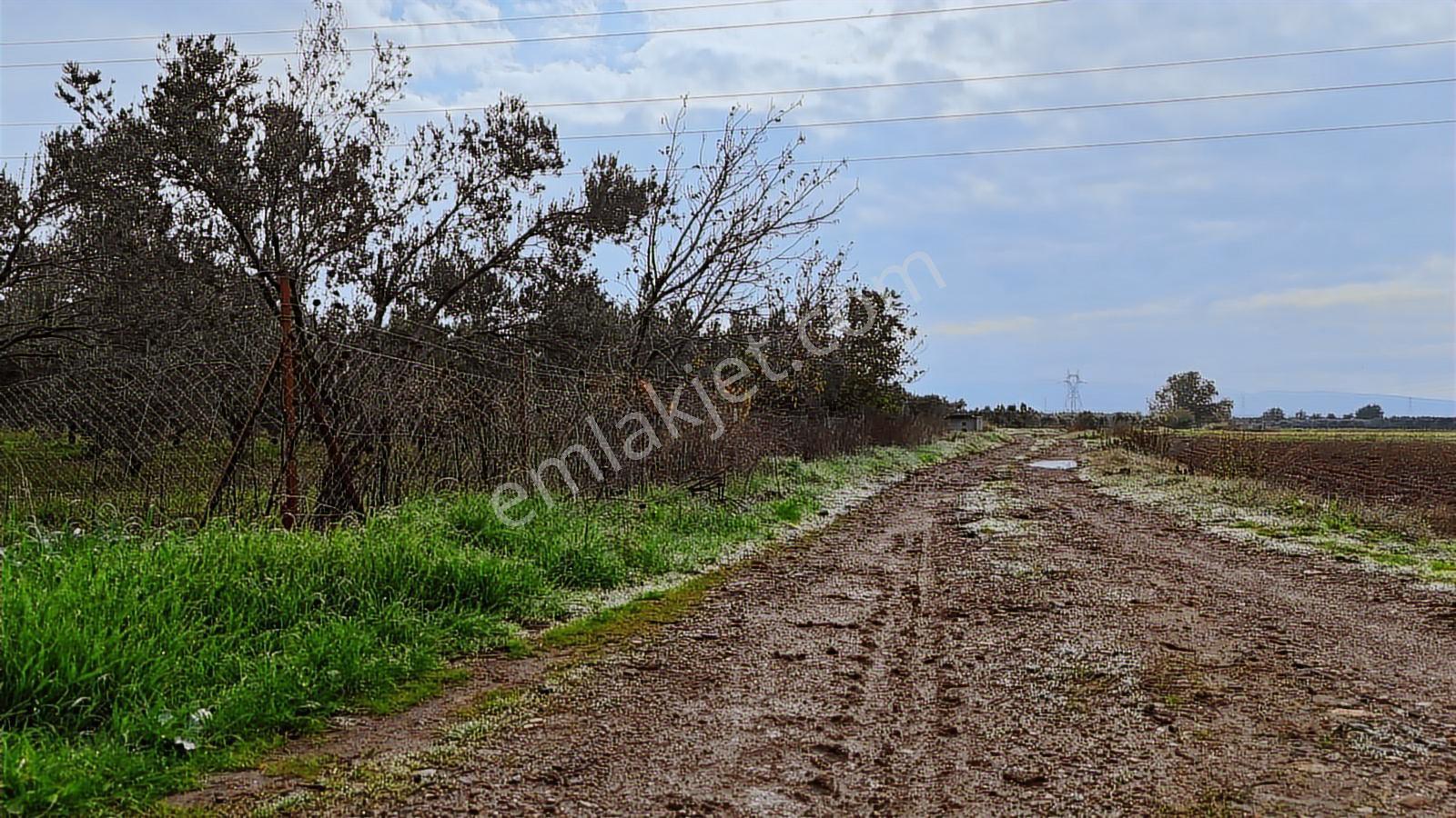 Bölcek Mahallesi'nde 6576 M2 İki Yol Cepheli Zeytinlik Satışta - Görsel 19