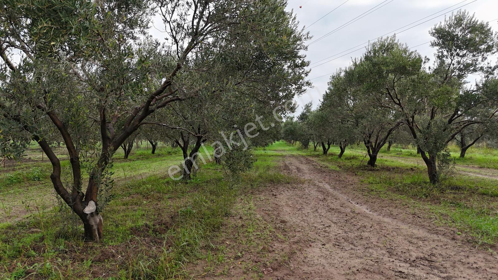 Bölcek Mahallesi'nde 6576 M2 İki Yol Cepheli Zeytinlik Satışta - Görsel 17