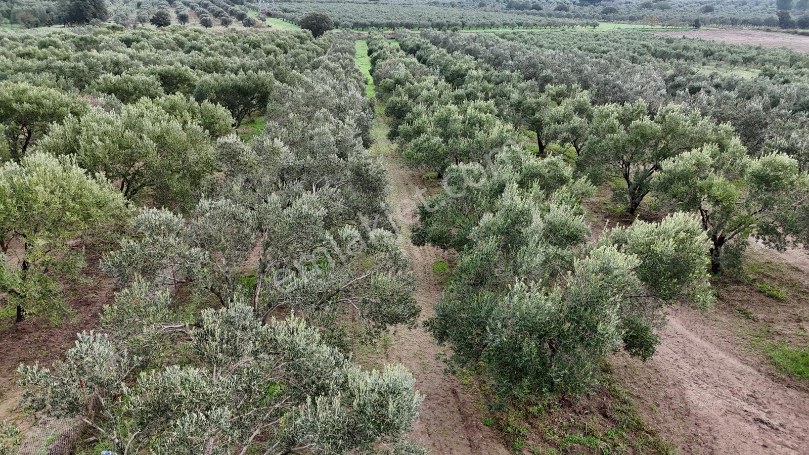 Bölcek Mahallesi'nde 6576 M2 İki Yol Cepheli Zeytinlik Satışta - Görsel 4