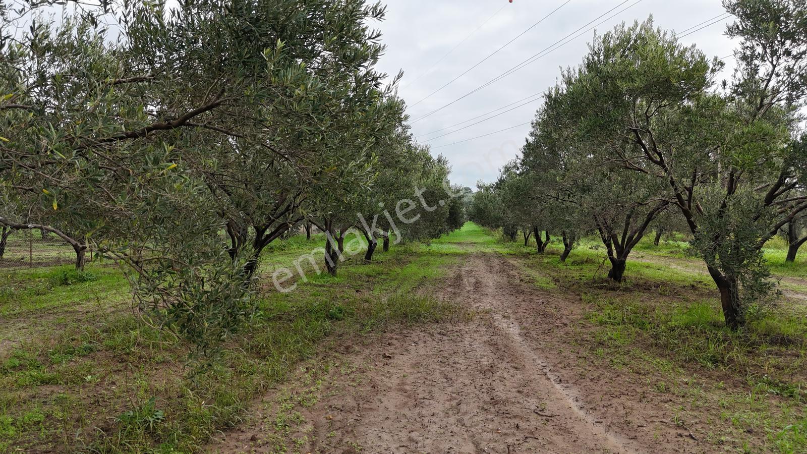 Bölcek Mahallesi'nde 6576 M2 İki Yol Cepheli Zeytinlik Satışta - Görsel 8