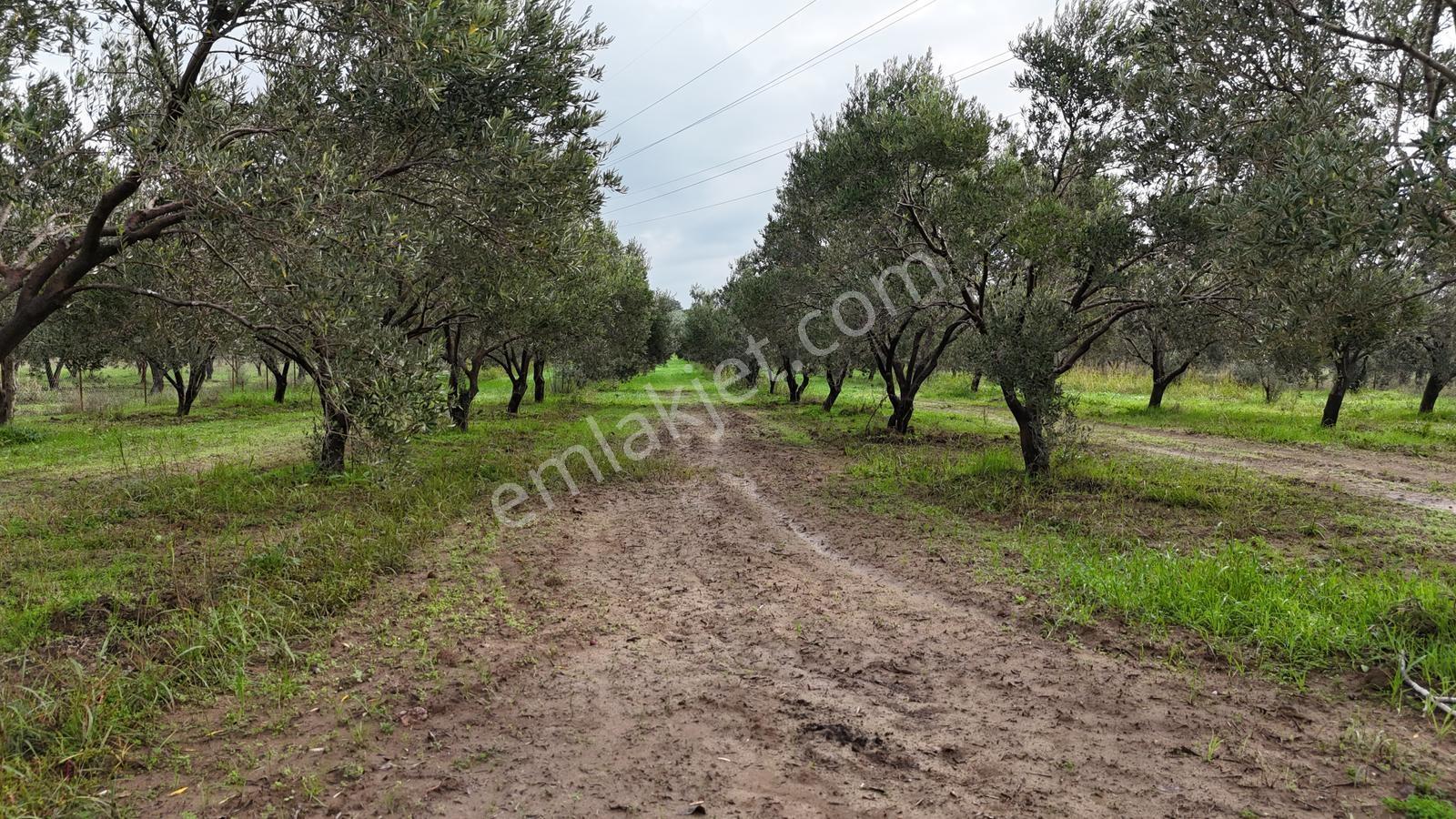 Bölcek Mahallesi'nde 6576 M2 İki Yol Cepheli Zeytinlik Satışta - Görsel 24