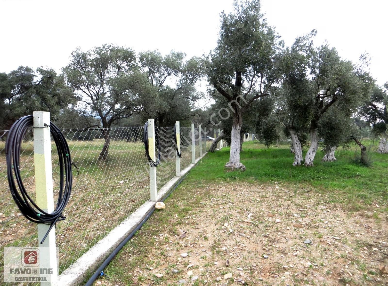 Torbalı Karakuyu | 3.452m2 Tarla Zeytinlik İçinde 1+1 Ev Fırsatı - Görsel 18