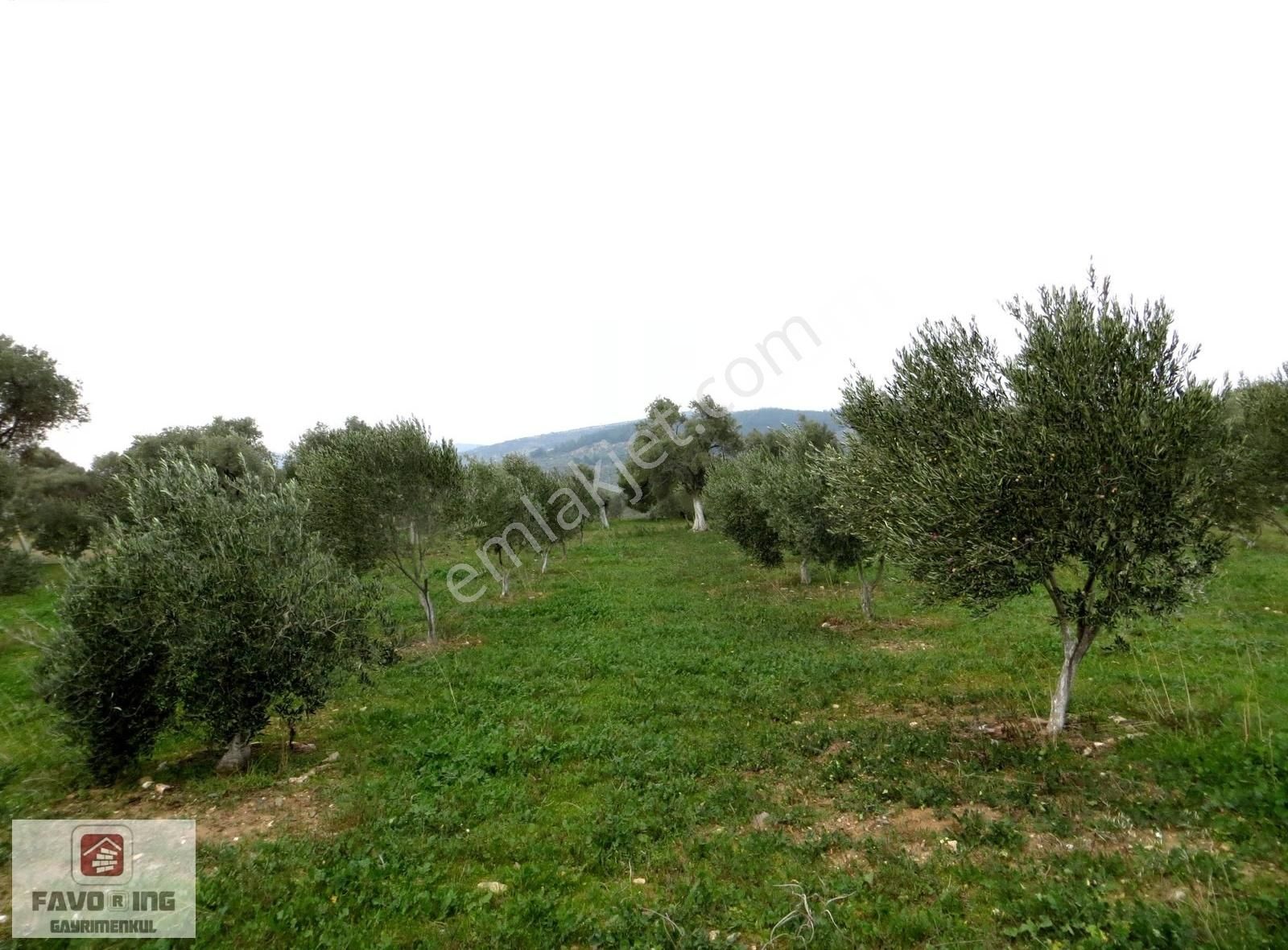 Torbalı Karakuyu | 3.452m2 Tarla Zeytinlik İçinde 1+1 Ev Fırsatı - Görsel 17