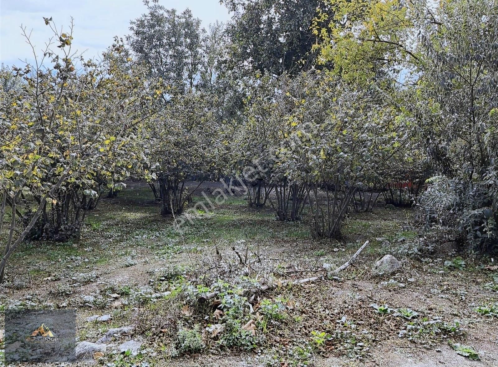 Bf Grouptan Akyazı Dokurcun Beycilerde Satılık Fındık Bahçesi - Görsel 8