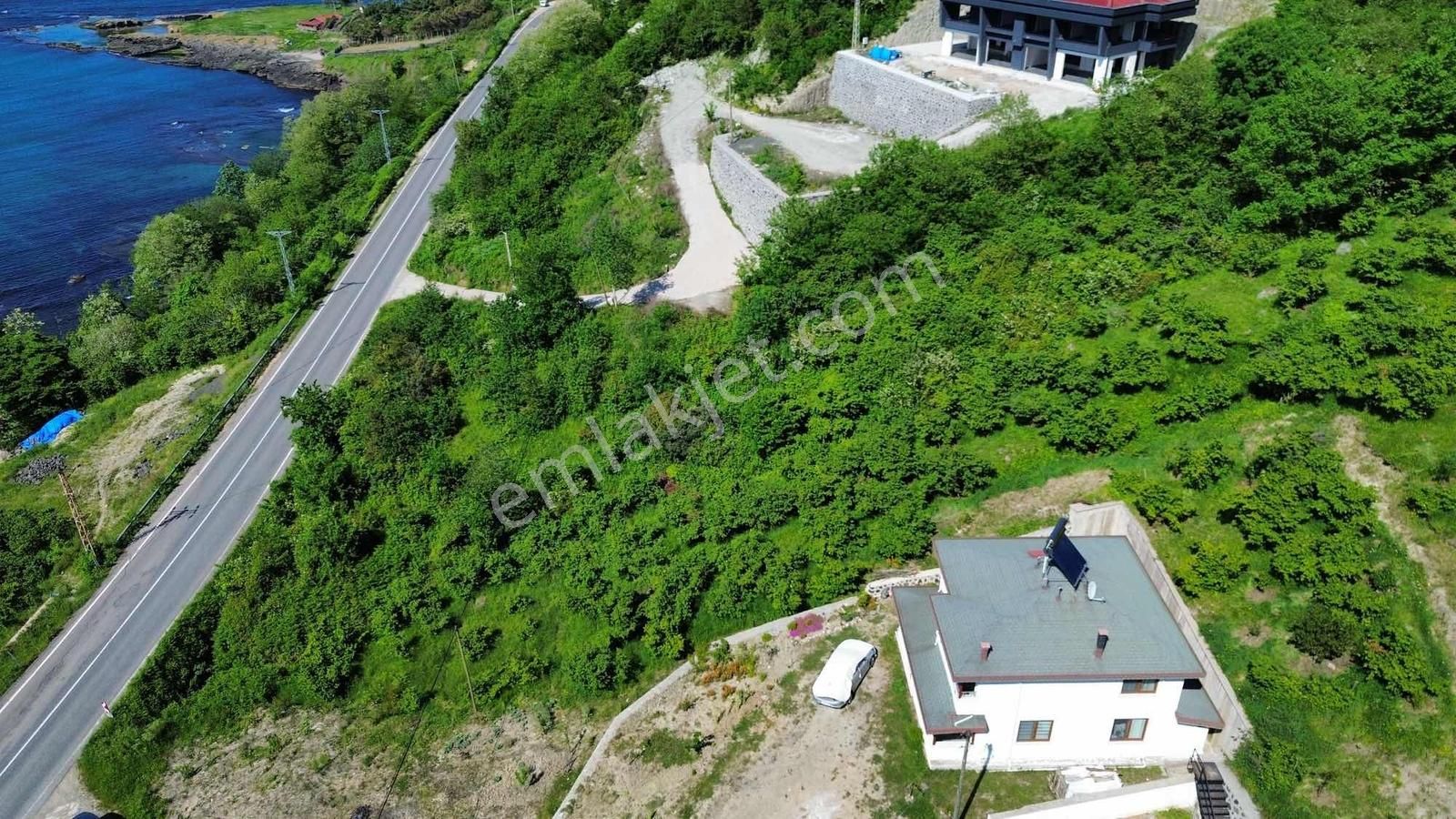 Ulu Gayrimenkul Perşembe Çaytepe Mah. 2618m² Fındık Bahçesi - Görsel 10