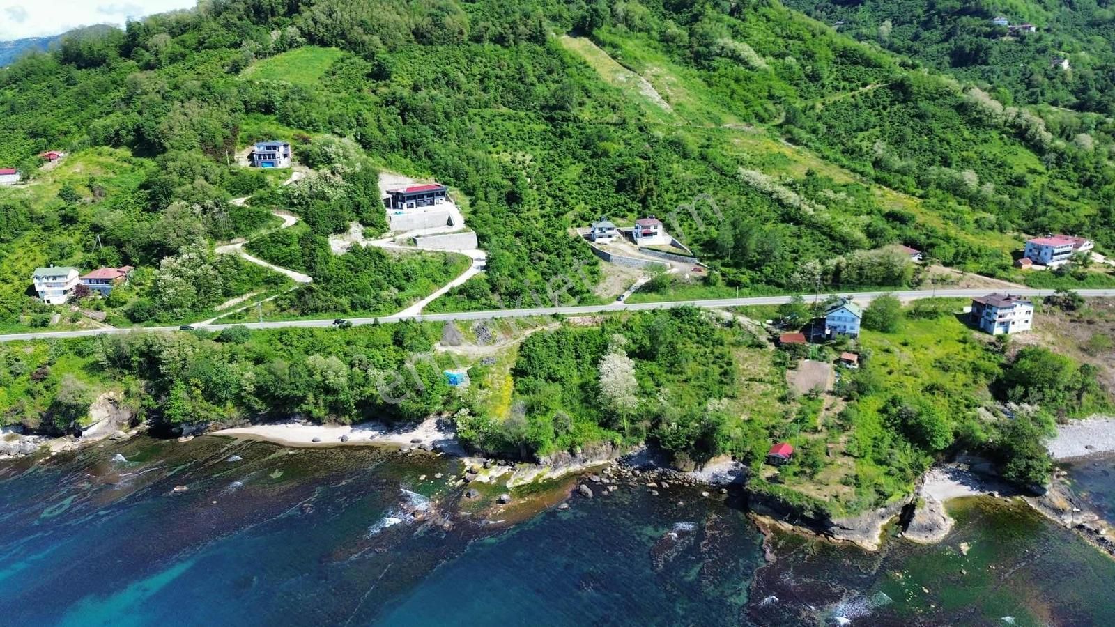 Ulu Gayrimenkul Perşembe Çaytepe Mah. 2618m² Fındık Bahçesi - Görsel 8