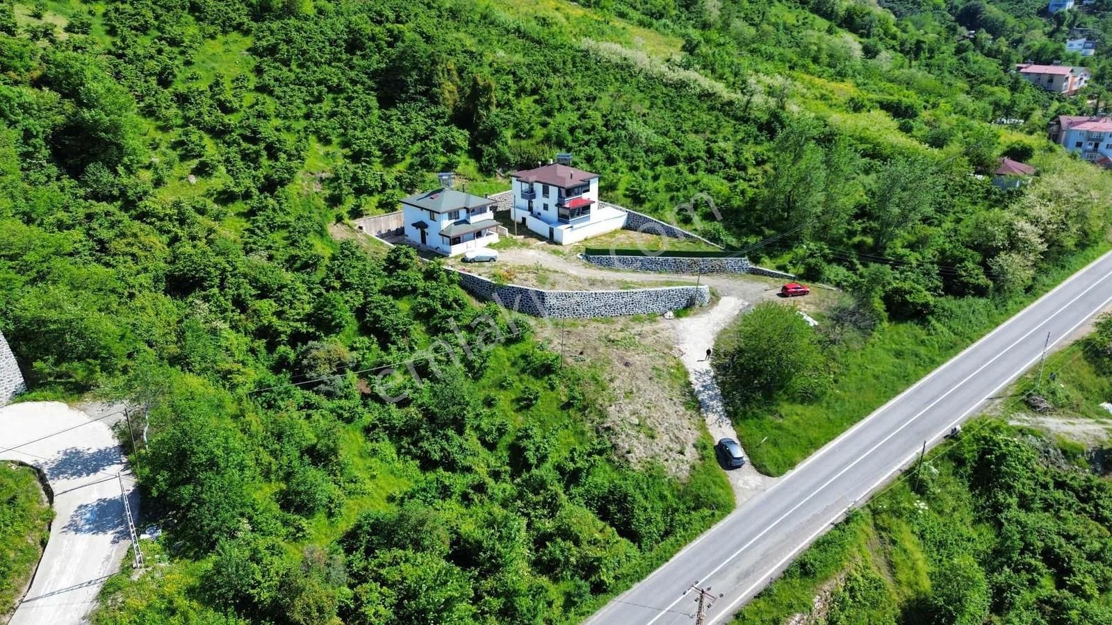 Ulu Gayrimenkul Perşembe Çaytepe Mah. 2618m² Fındık Bahçesi - Görsel 24