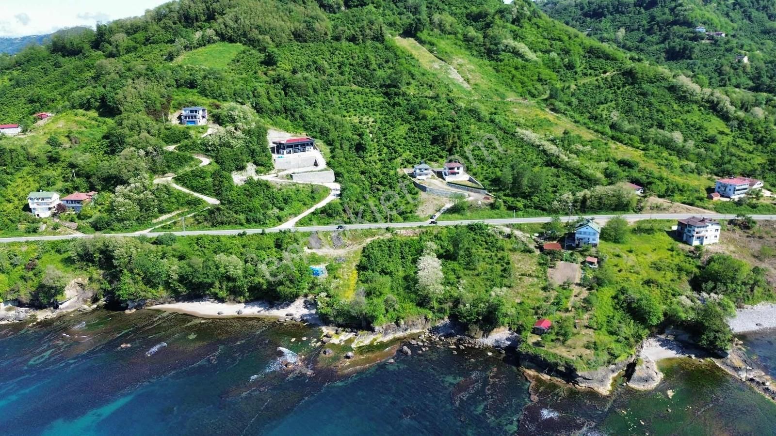 Ulu Gayrimenkul Perşembe Çaytepe Mah. 2618m² Fındık Bahçesi - Görsel 7