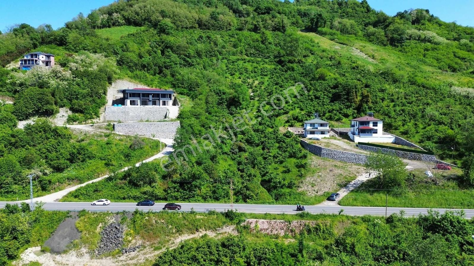 Ulu Gayrimenkul Perşembe Çaytepe Mah. 2618m² Fındık Bahçesi - Görsel 28