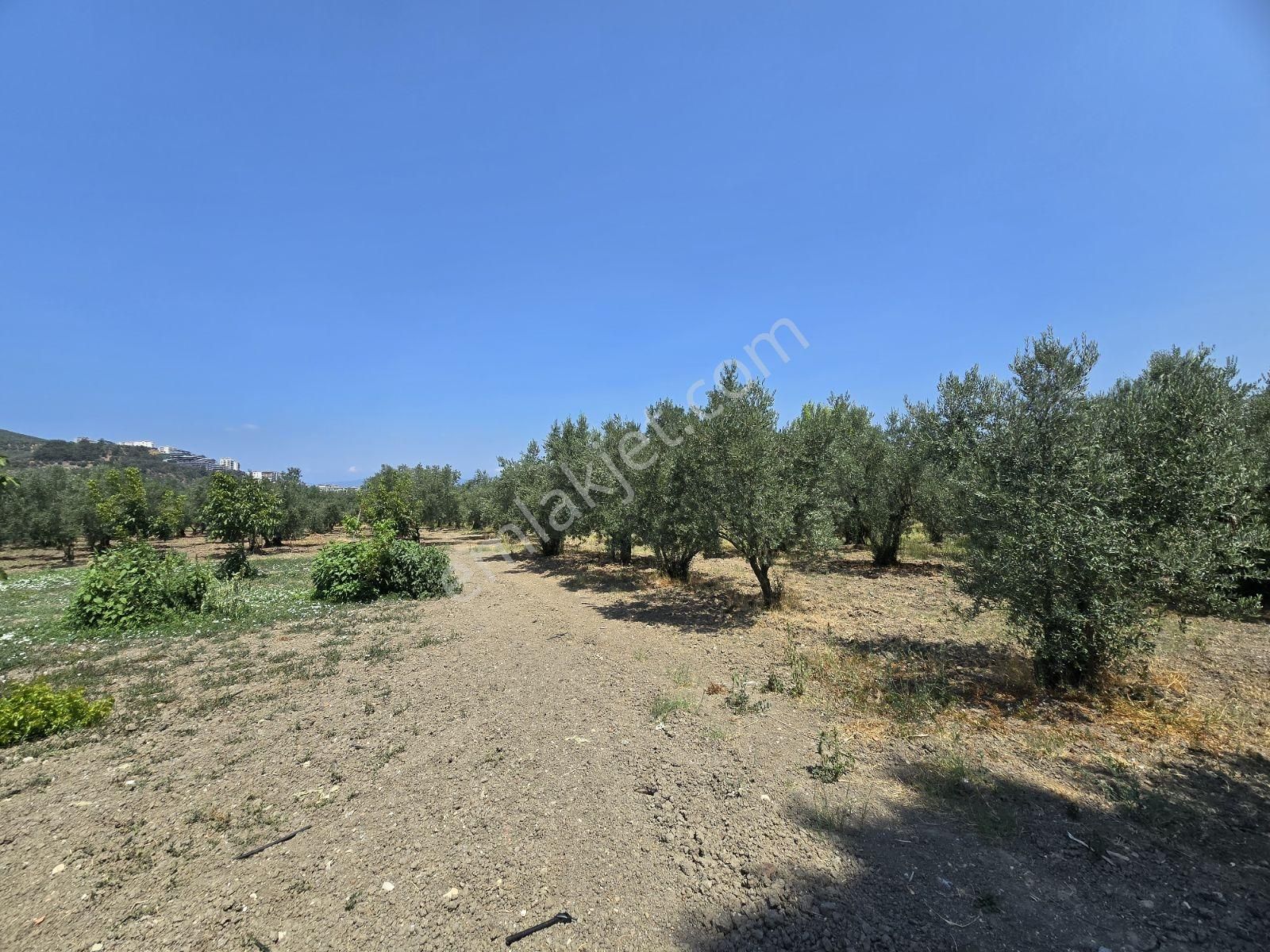 Aydınpınar'da 11,140m2 İmar Planlanması İçerisinde Fırsat Arazi - Görsel 22
