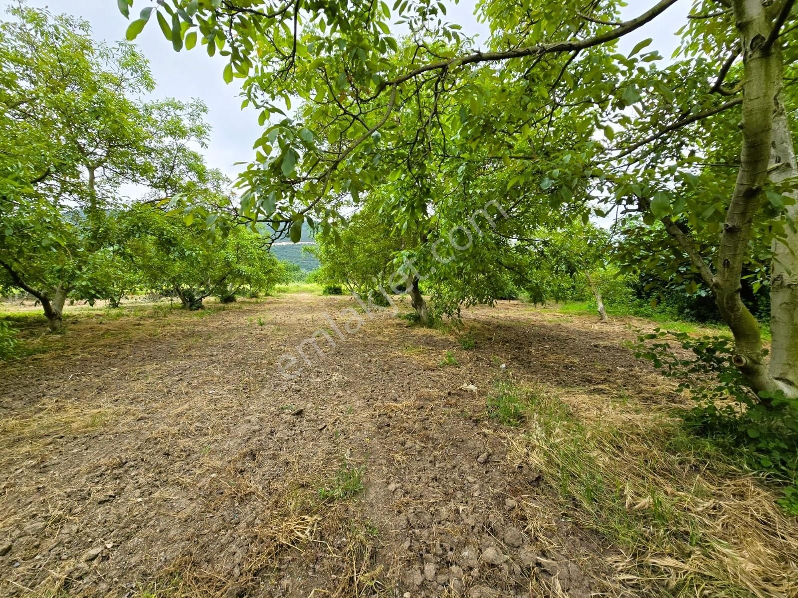 Bursa Nilüfer Fadıllı'da Tek Tapu 2300m2 Arazi - Görsel 3