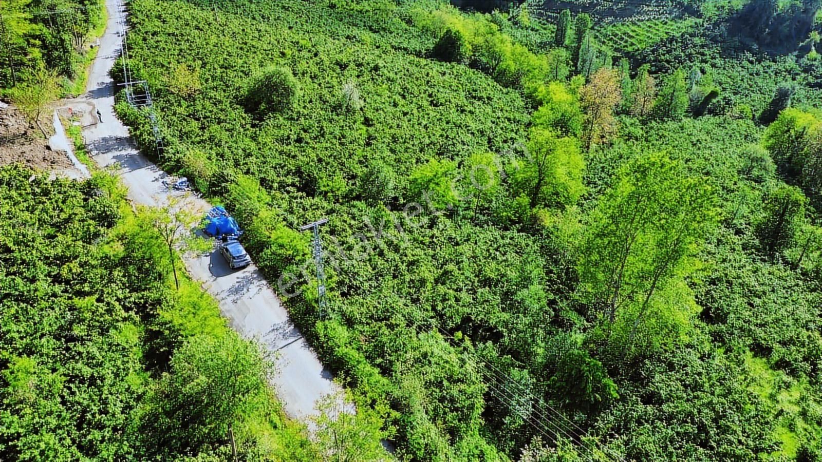 Perşembe Saray Mah. 9751m² Satılık Fındık Bahçesi - Görsel 21
