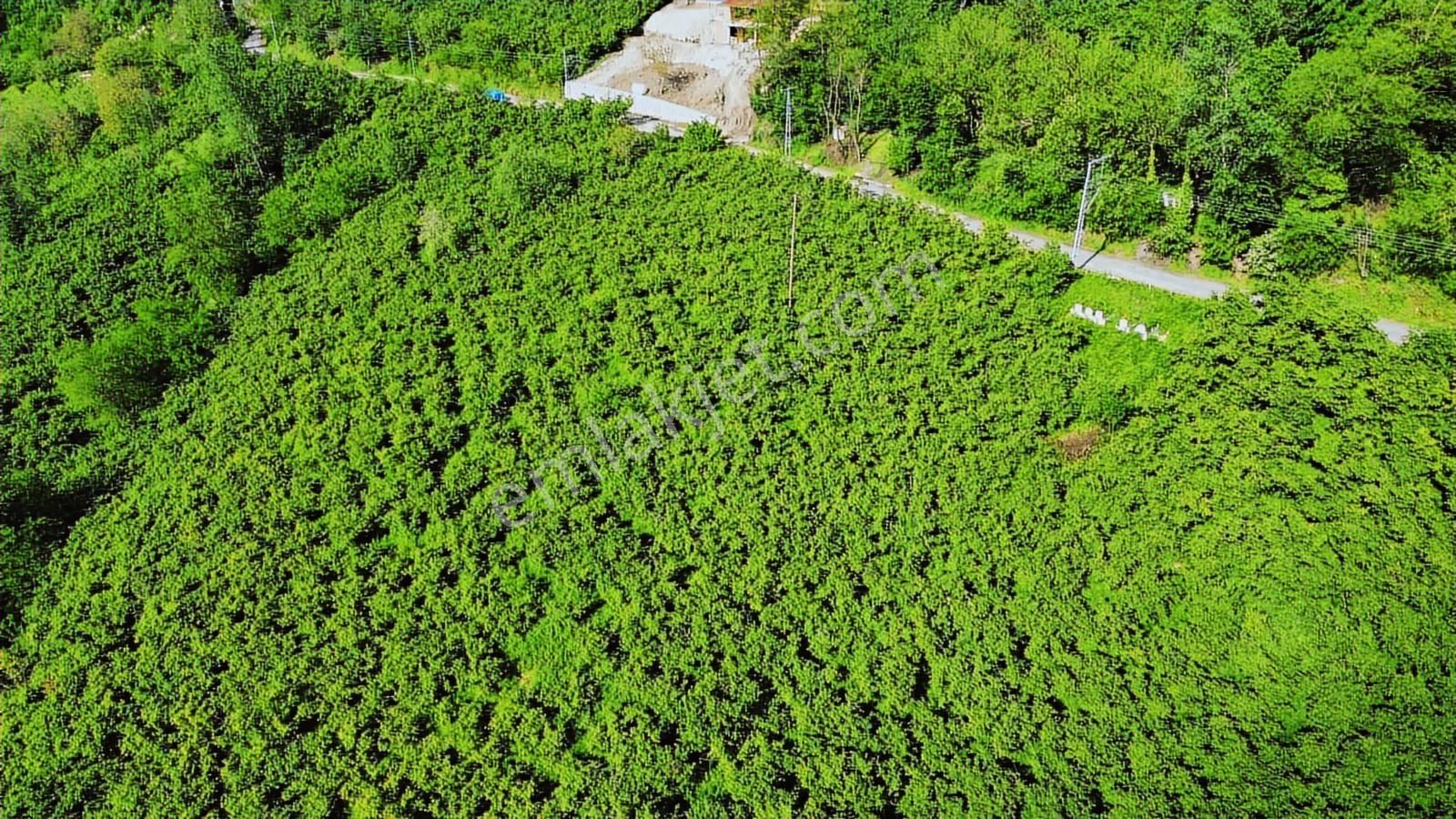 Perşembe Saray Mah. 9751m² Satılık Fındık Bahçesi - Görsel 11