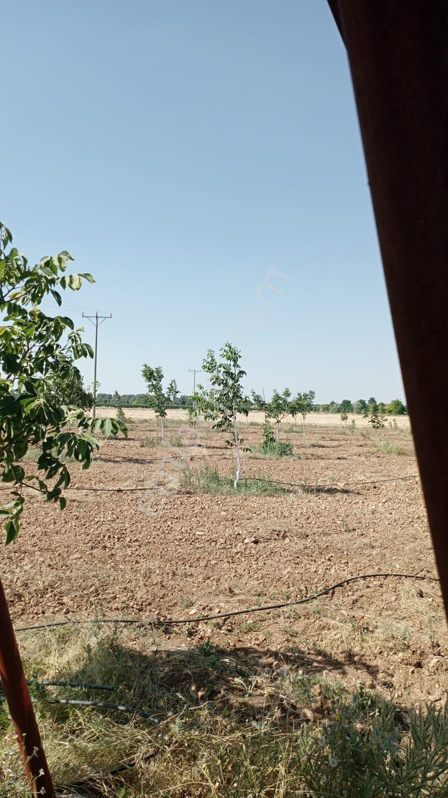 Karaman Yolu Sağı Avdul Tapulamada Suyu Olan Müstakil Bahçe-fidanlık - Görsel 16
