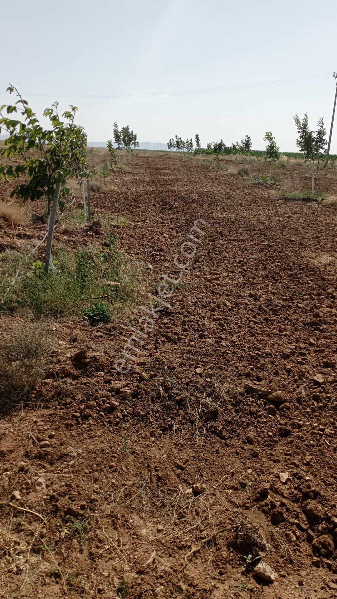 Karaman Yolu Sağı Avdul Tapulamada Suyu Olan Müstakil Bahçe-fidanlık - Görsel 19