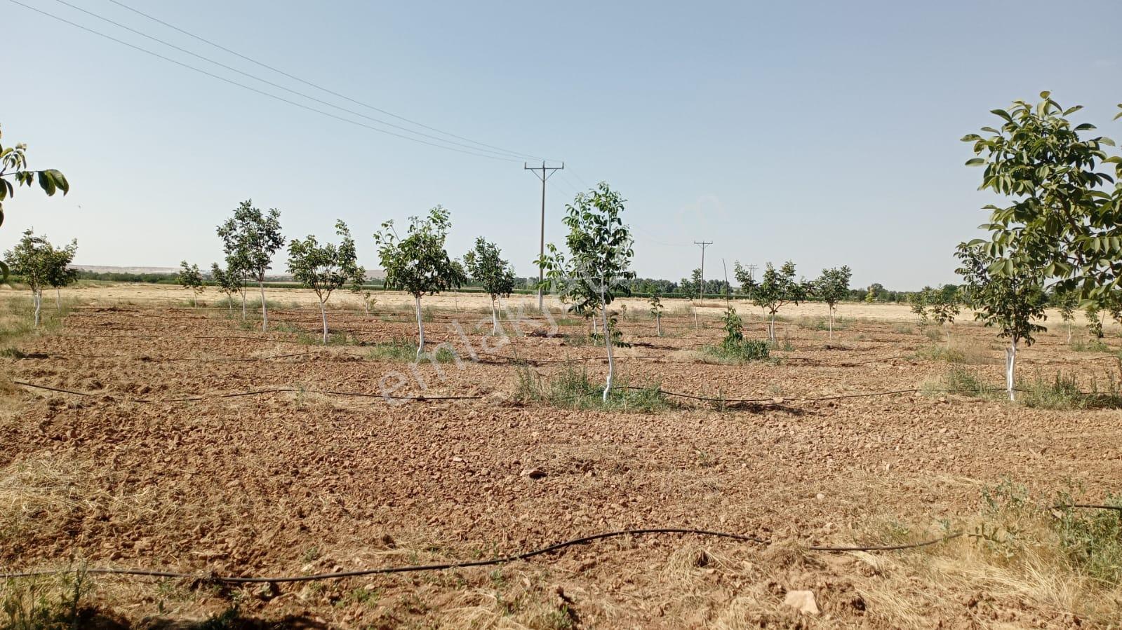 Karaman Yolu Sağı Avdul Tapulamada Suyu Olan Müstakil Bahçe-fidanlık - Görsel 23