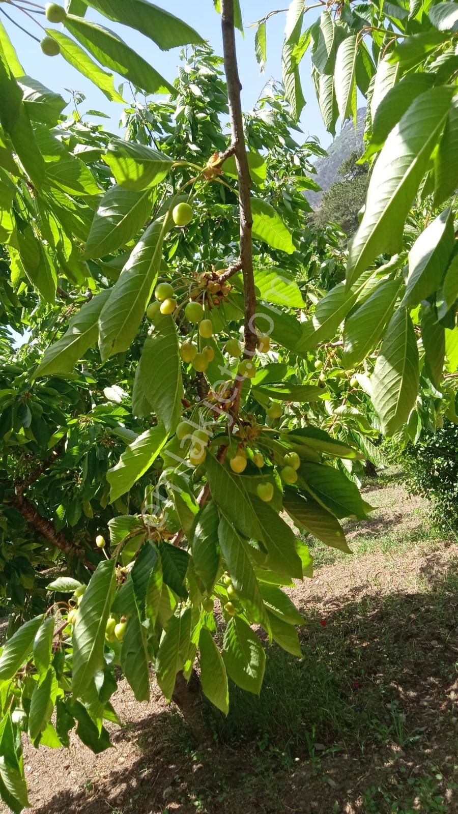 İzmir Kamberler Köyünde Satılık Kiraz Bahçesi - Görsel 2
