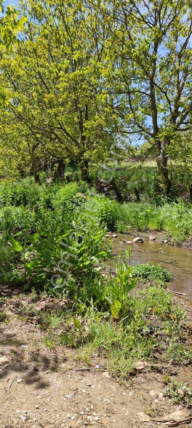 İzmir Kamberler Köyünde Satılık Kiraz Bahçesi - Görsel 8