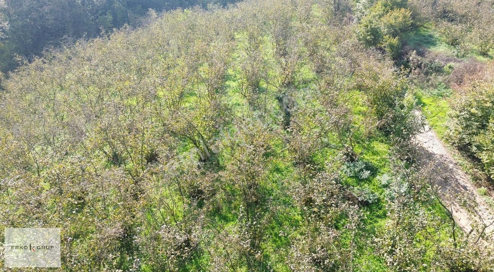 Erko Grup Gayrimenkul'den Şeyhler'de Satılık Fındık Bahçesi - Görsel 14